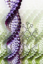 Le basi biologiche della matematica