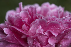 Ecologia Salute e Politica Ambientale in provincia di Piacenza