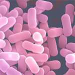 Avventure nellinvisibile: batteri per gli alimenti e per luomo