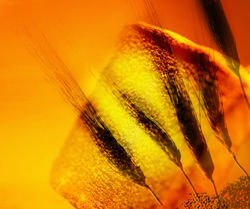 Cerimonia di proclamazione e conferimento del titolo di Dottore di Ricerca per il Sistema Agroalimentare