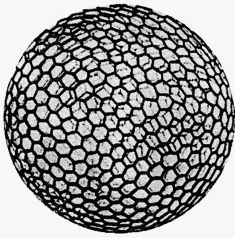 V-S+F=2: Eulero, dove meno te laspetti