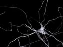 Le nuove frontiere della scienza

prof. Angelo Somalvico